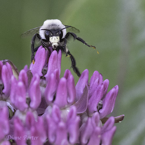 Miner Bee on Purple Milkweed
